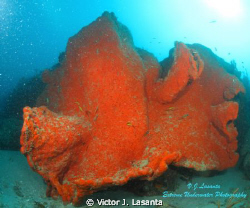 Elephant Ear Sponge !0'x 8' sizes at La Esponja Dive site... by Victor J. Lasanta 